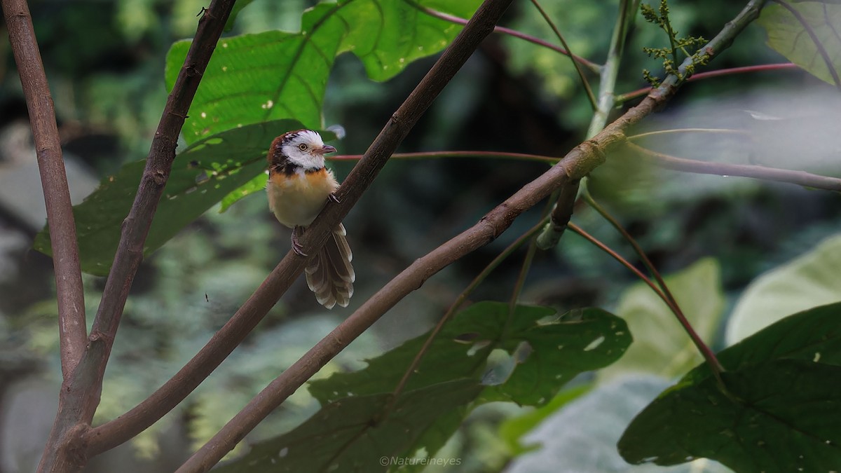 Collared Babbler - ML611188584