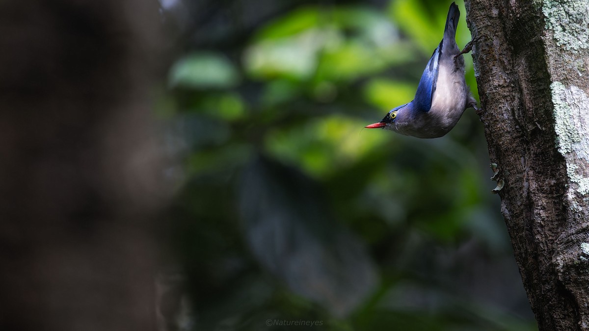 Velvet-fronted Nuthatch - ML611188587