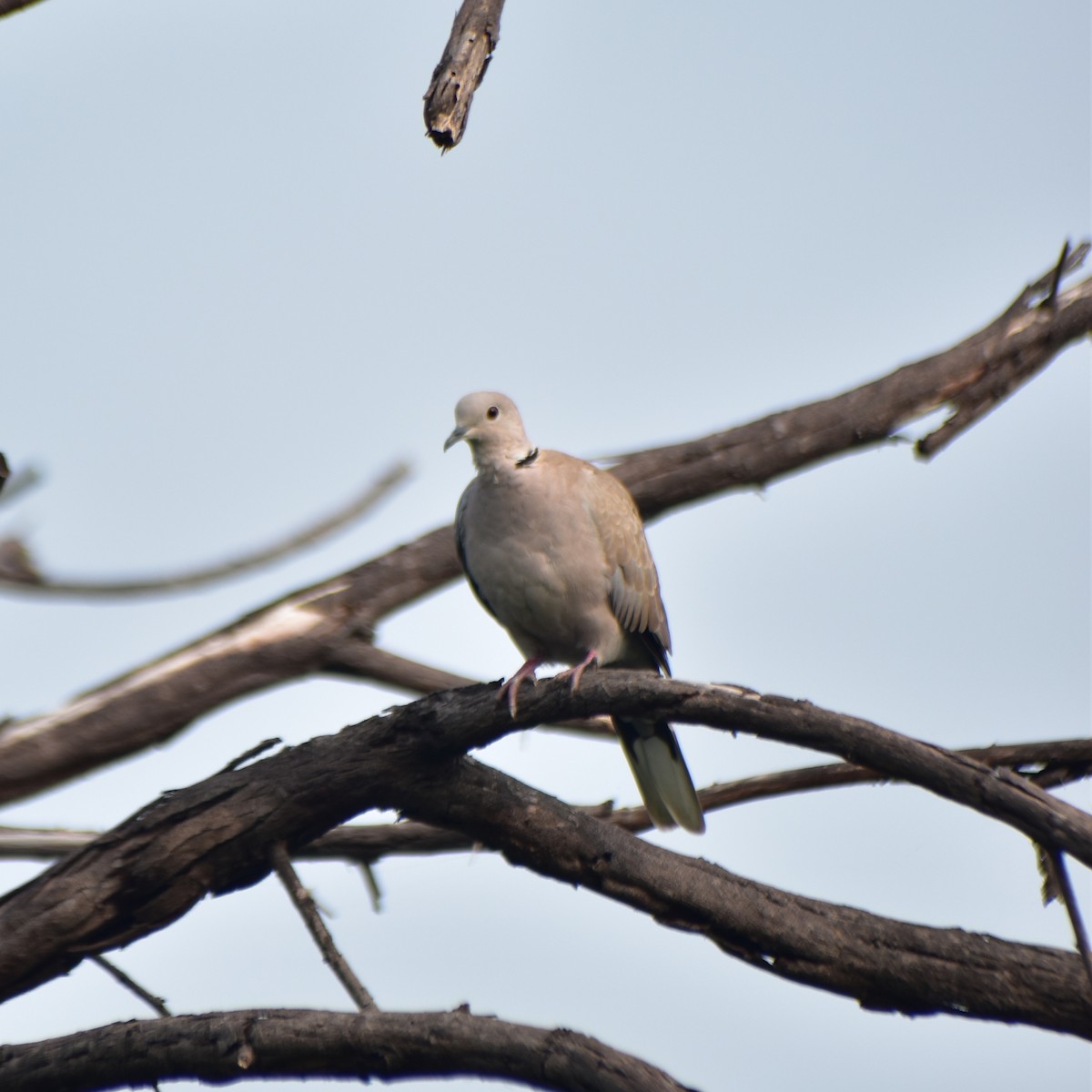 Eurasian Collared-Dove - ML611188600