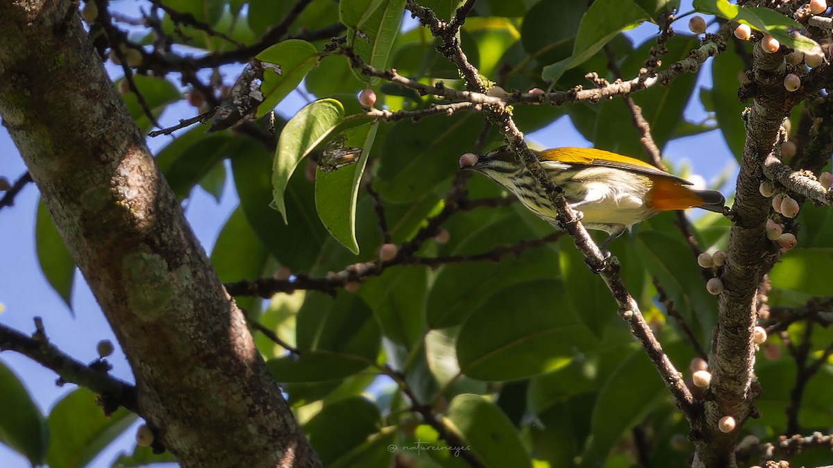 Yellow-vented Flowerpecker - ML611188605