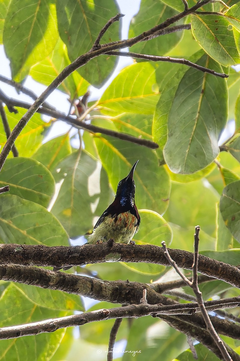 Black-throated Sunbird - ML611188612