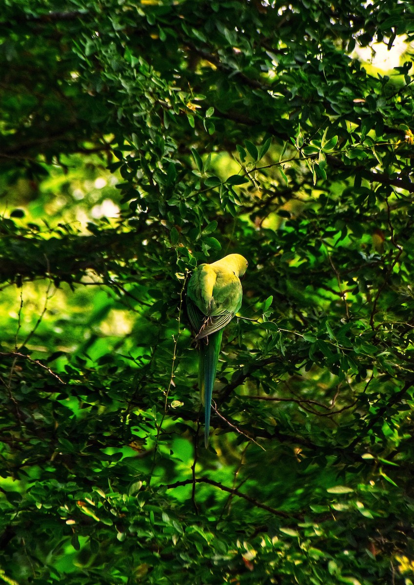 Psittaciformes, unbestimmt (parakeet sp.) - ML611188615