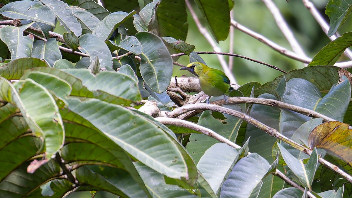 Blue-winged Leafbird - ML611188626