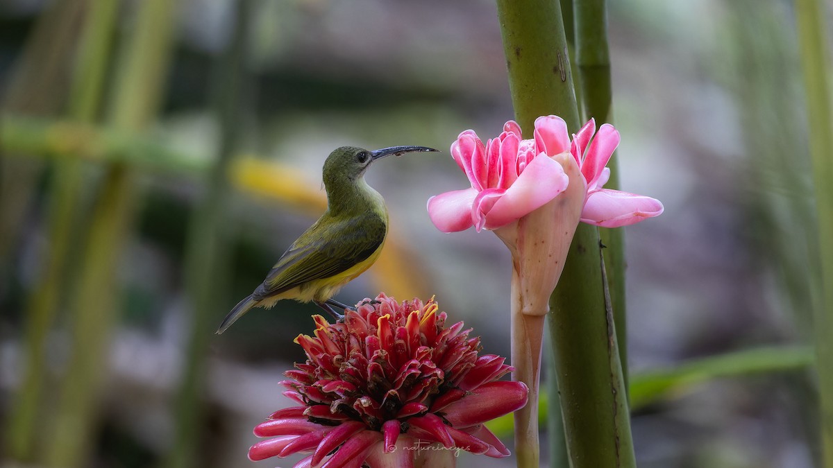 Little Spiderhunter - ML611188675