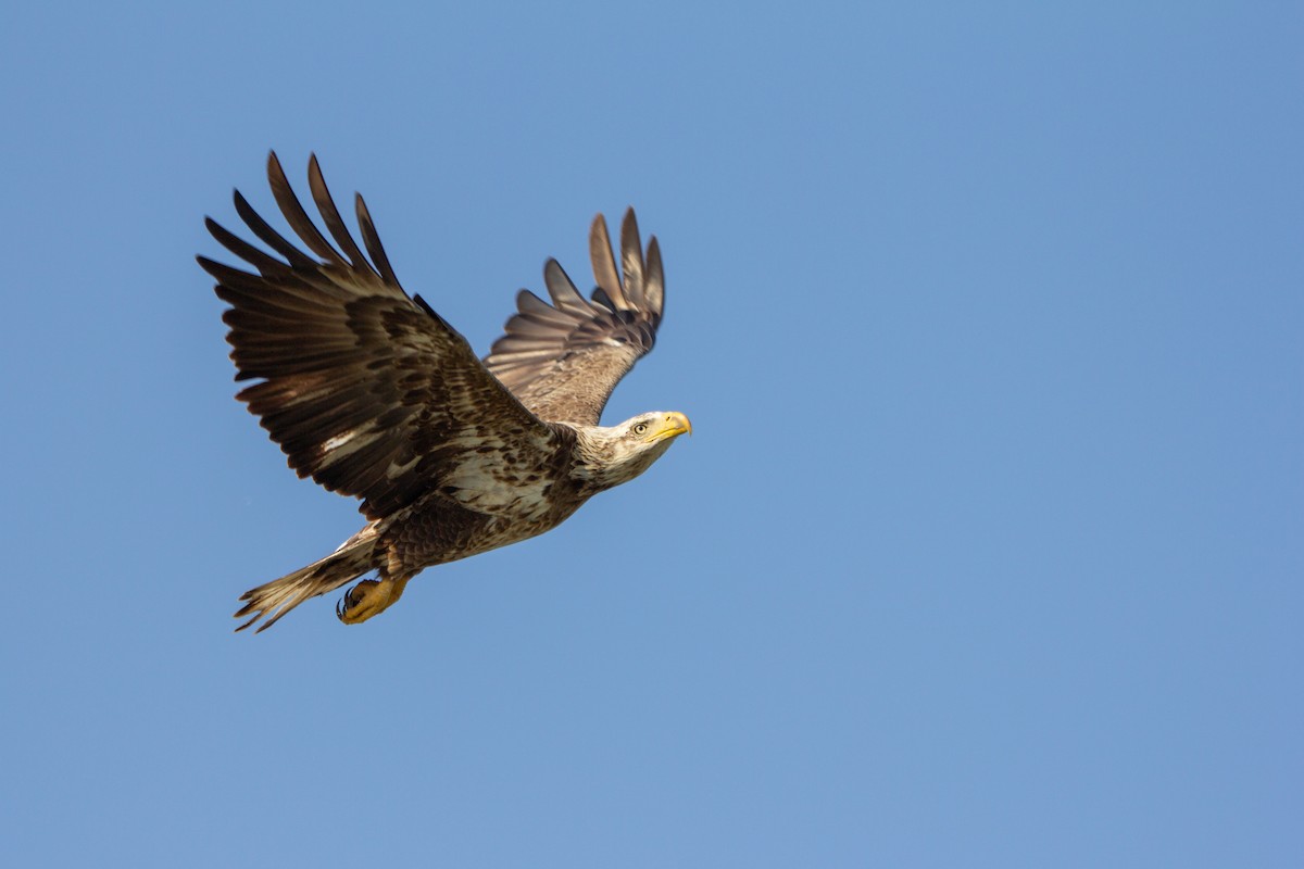 Weißkopf-Seeadler - ML611188682