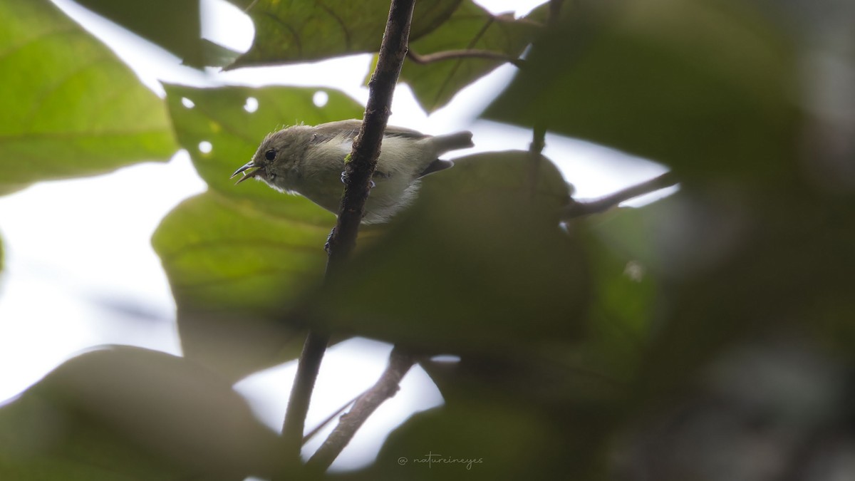 Plain Flowerpecker - ML611188895