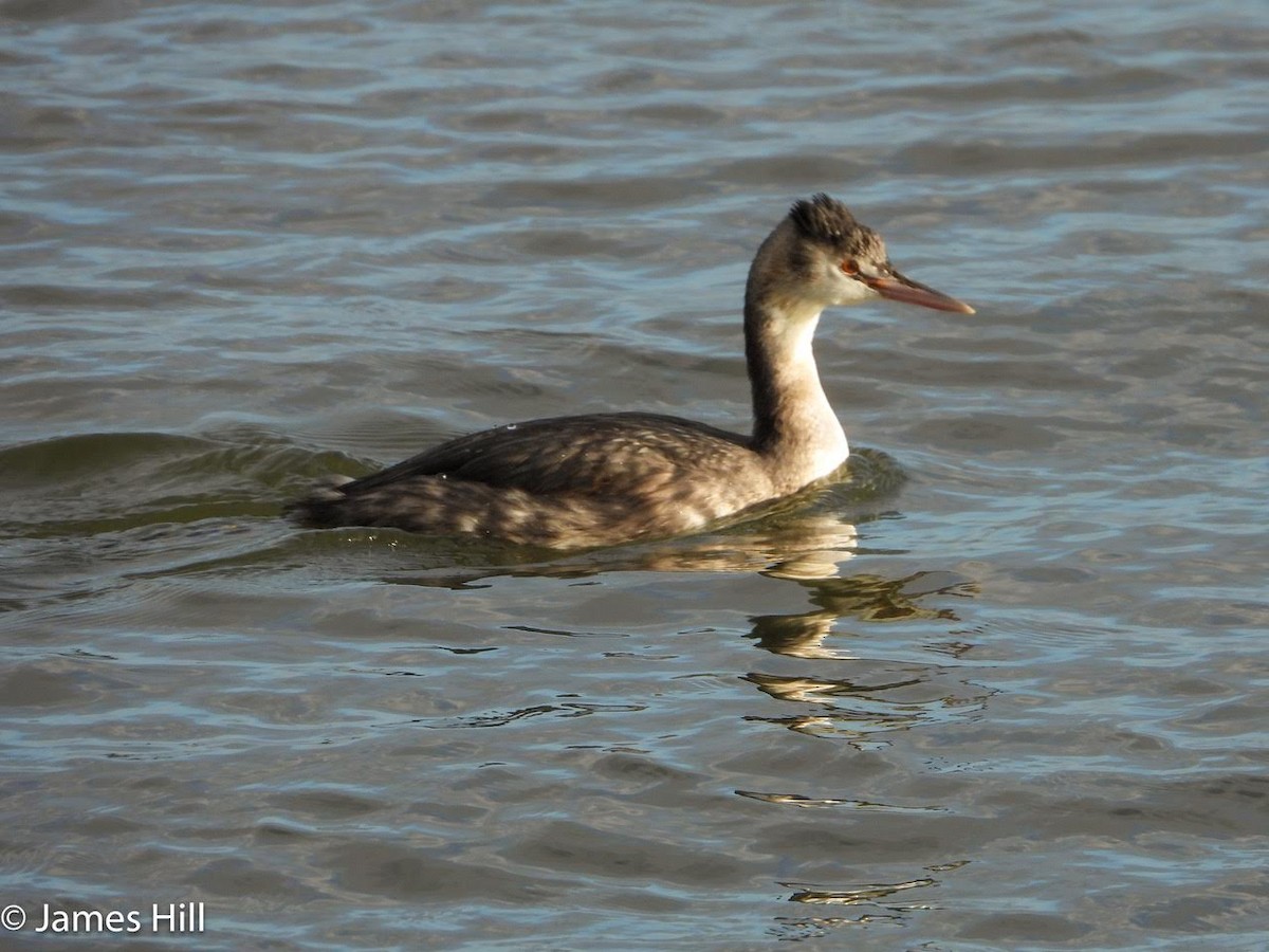 Great Crested Grebe - ML611188952