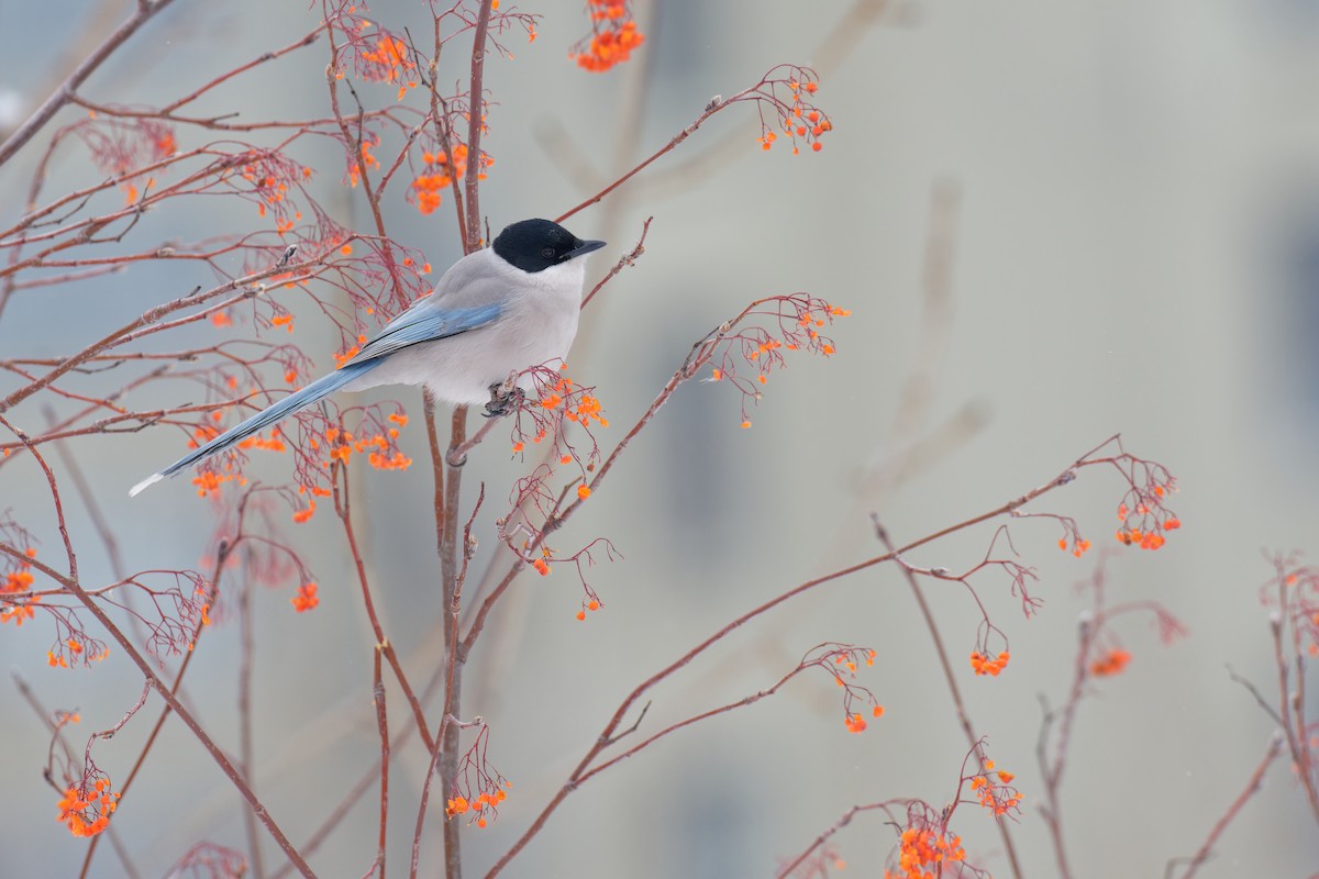 Azure-winged Magpie (Azure-winged) - Vincent Wang