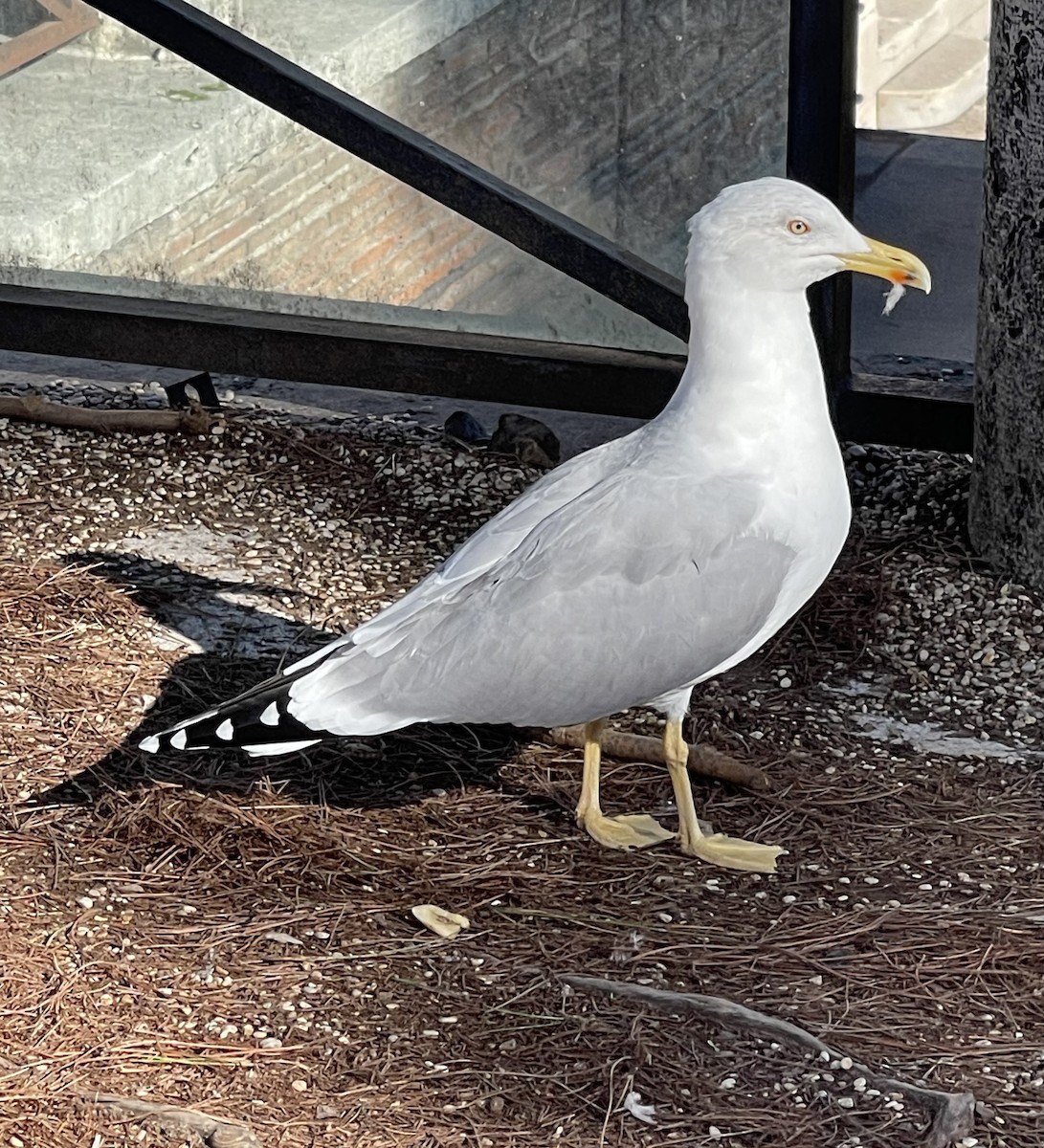 Yellow-legged Gull - ML611188992