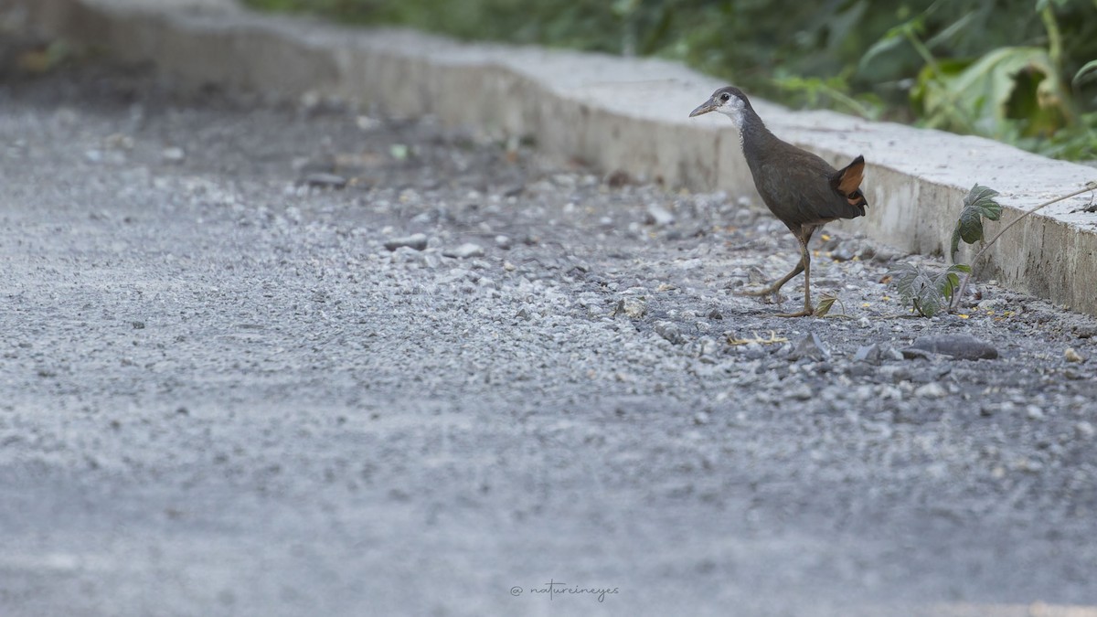 White-breasted Waterhen - ML611189001