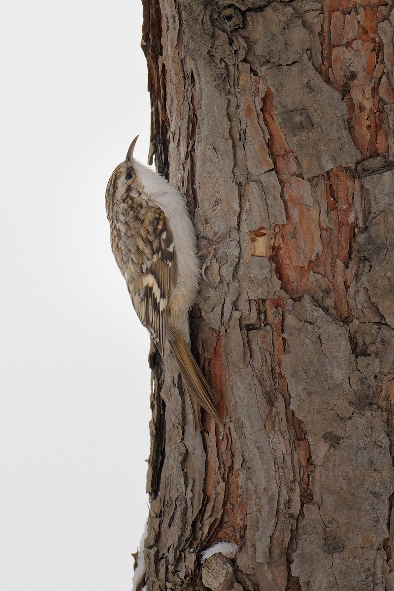 Eurasian Treecreeper - Vincent Wang