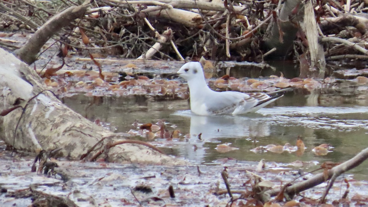 Bonaparte's Gull - ML611189071