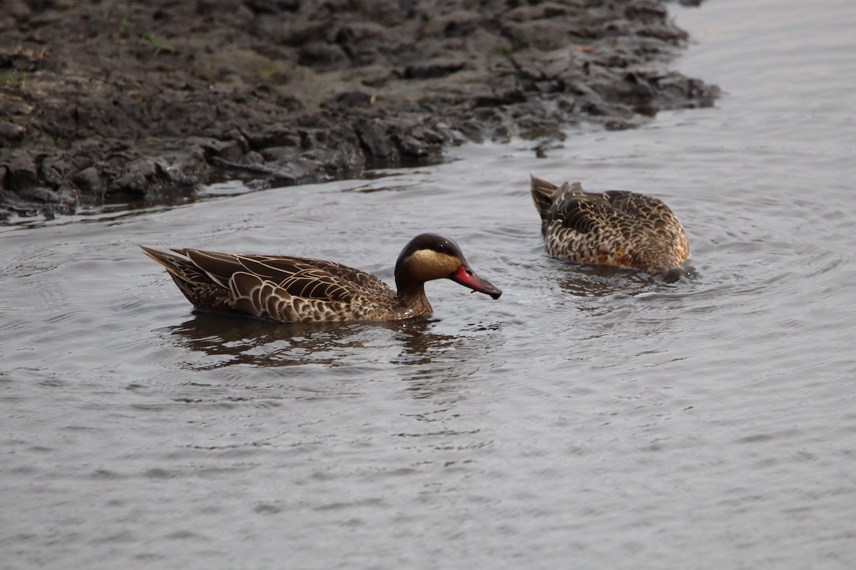 Red-billed Duck - ML611189073