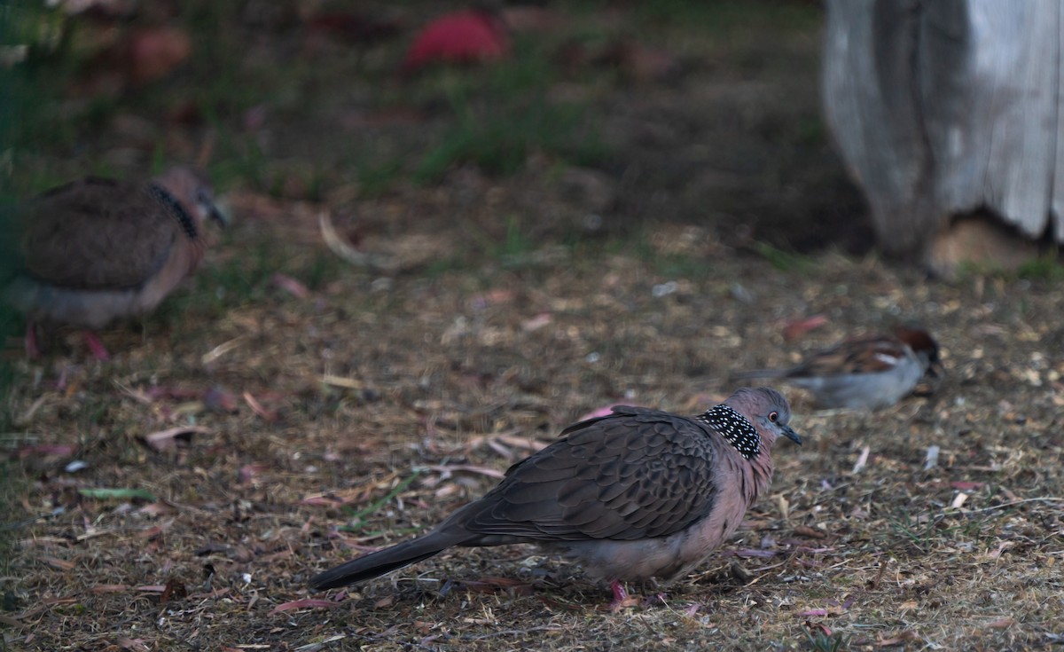 Spotted Dove - ML611189103