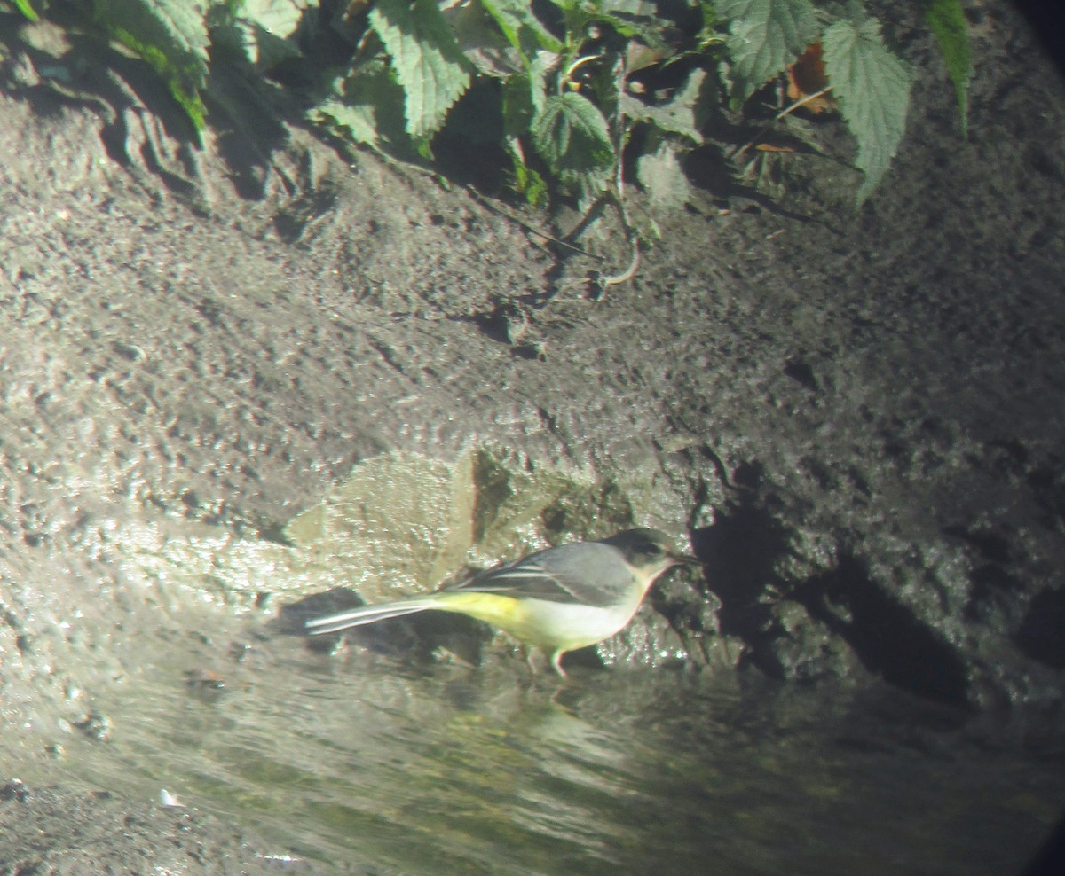 Gray Wagtail - ML611189133