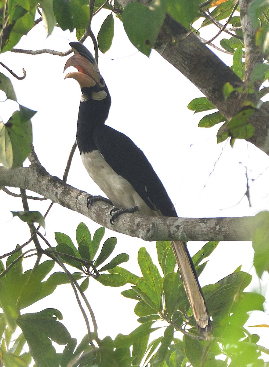 Malabar Pied-Hornbill - Arun Prabhu