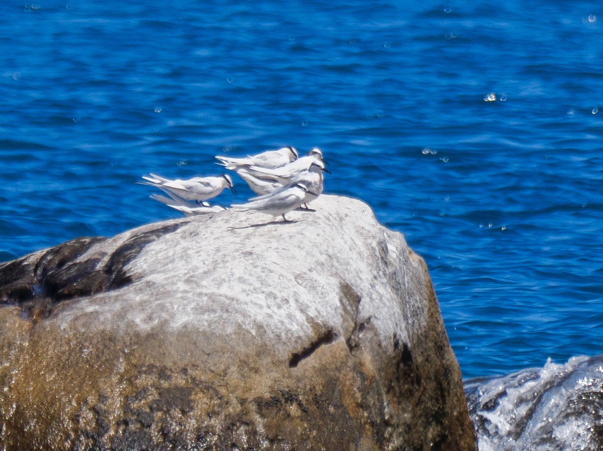 Black-naped Tern - ML611189371