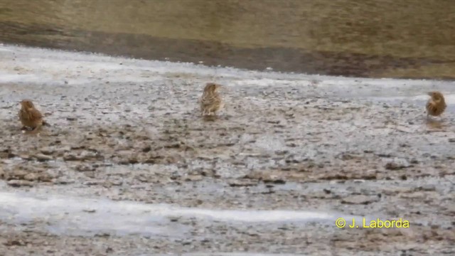 Corn Bunting - ML611189517