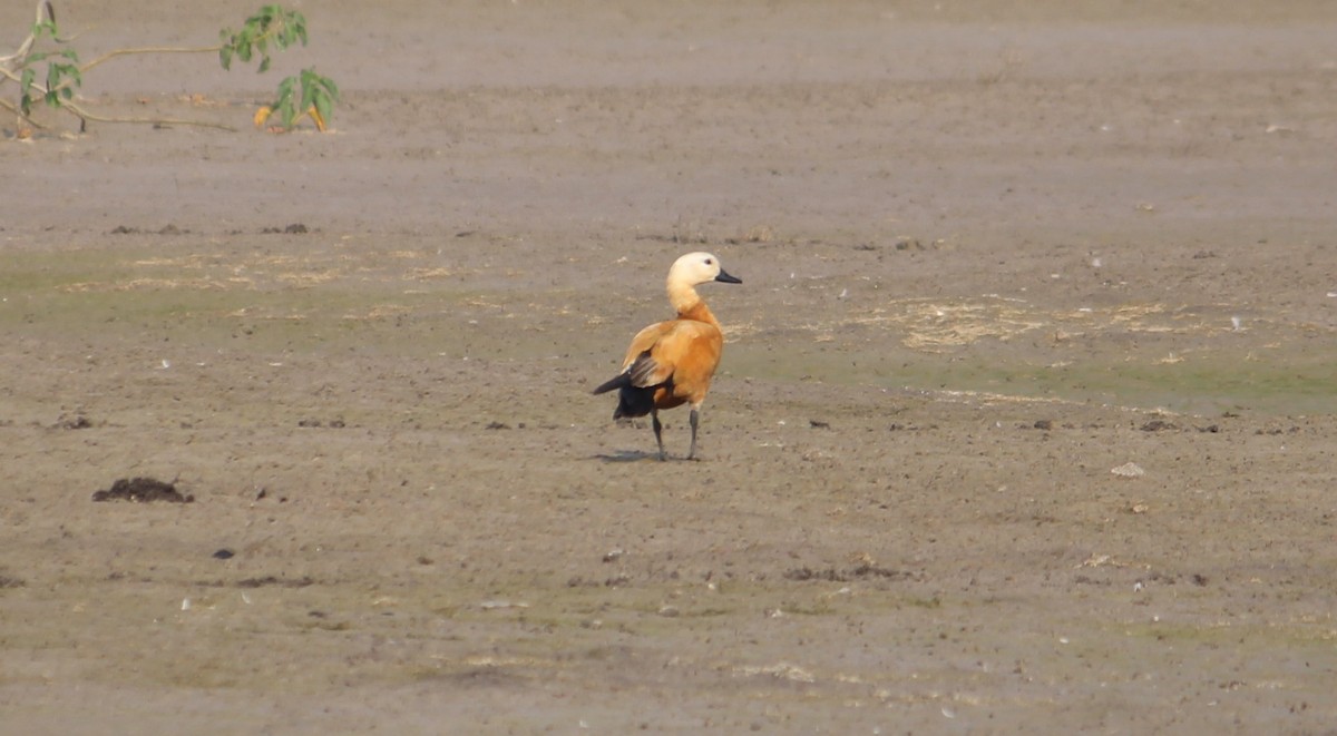 Ruddy Shelduck - ML611189643