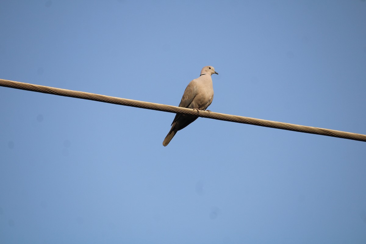 Eurasian Collared-Dove - ML611189672