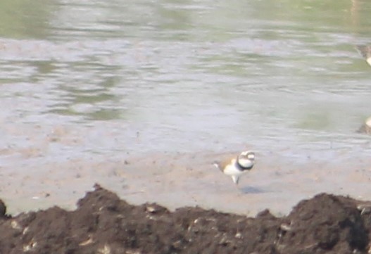 Little Ringed Plover - ML611189704
