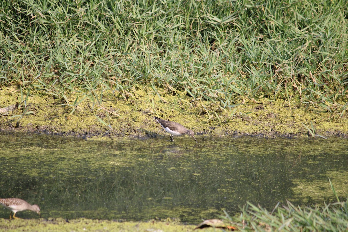Green Sandpiper - ML611189718