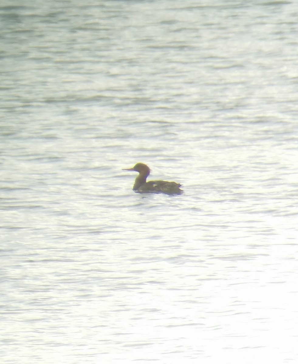 Red-breasted Merganser - ML611189758