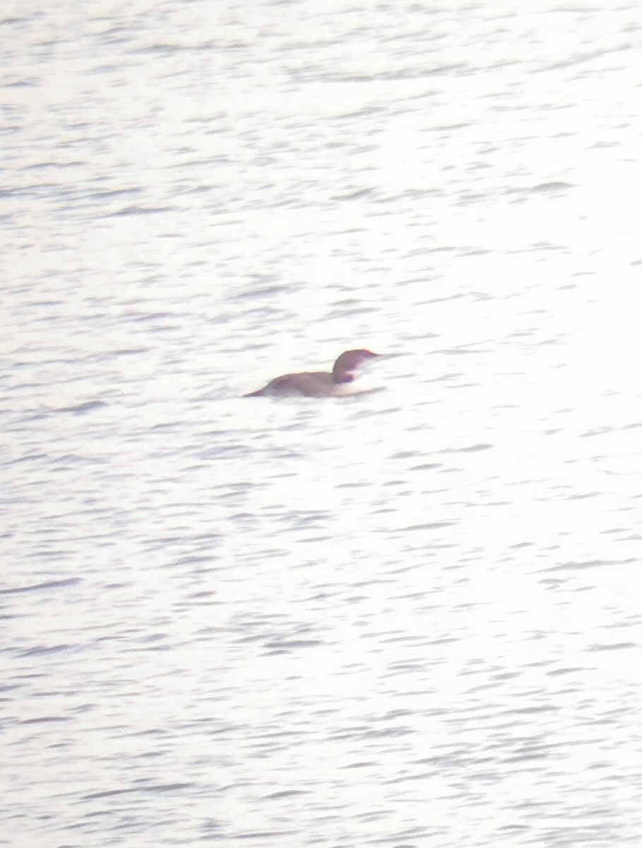 Common Loon - ML611189761