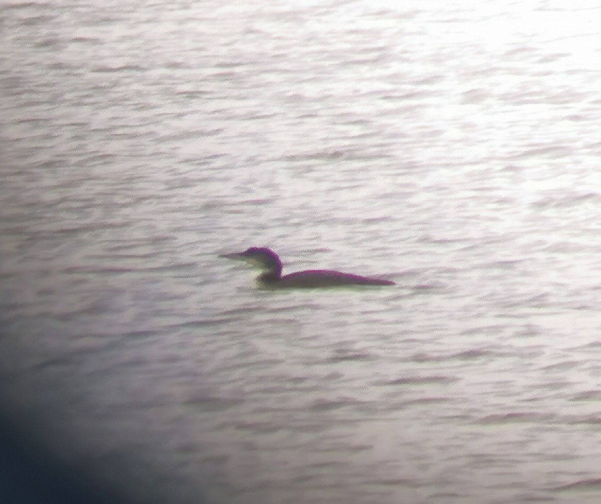 Common Loon - ML611189762