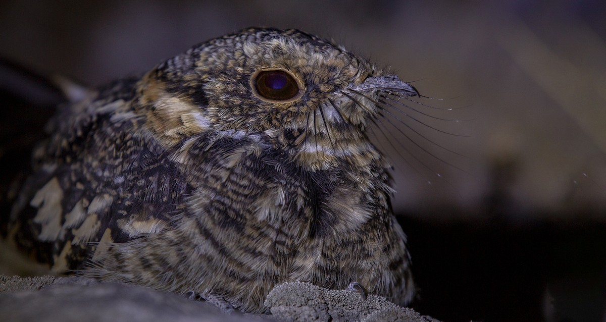 Band-winged Nightjar - ML611189788