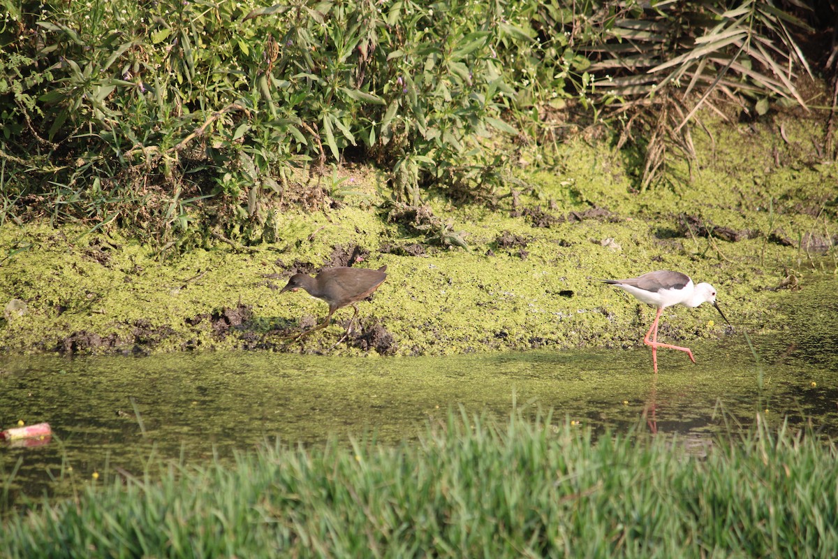 White-breasted Waterhen - ML611189908