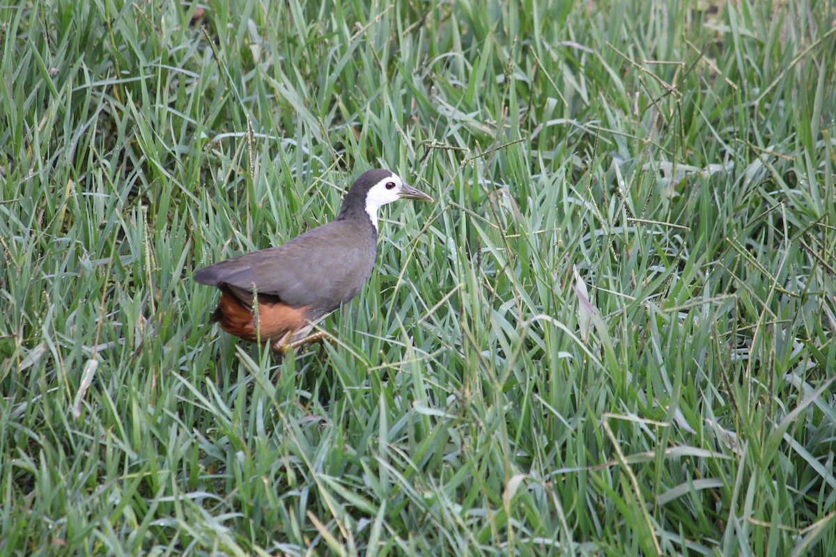 White-breasted Waterhen - ML611189909