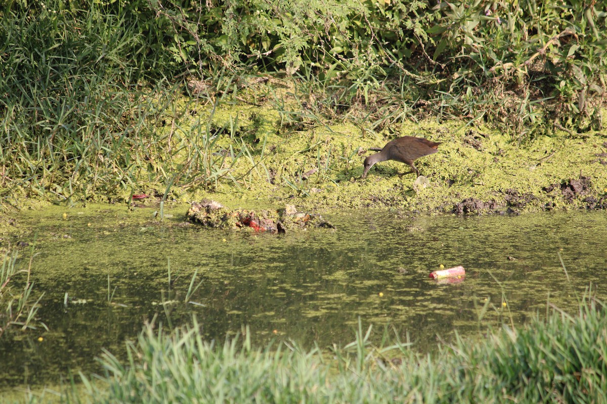 White-breasted Waterhen - ML611189910