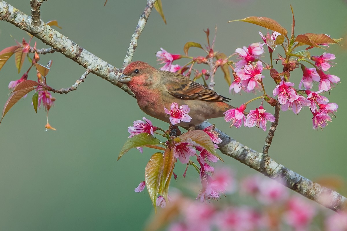 Common Rosefinch - ML611189925