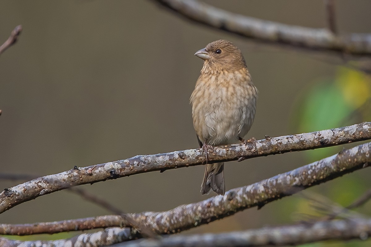 Common Rosefinch - ML611189927