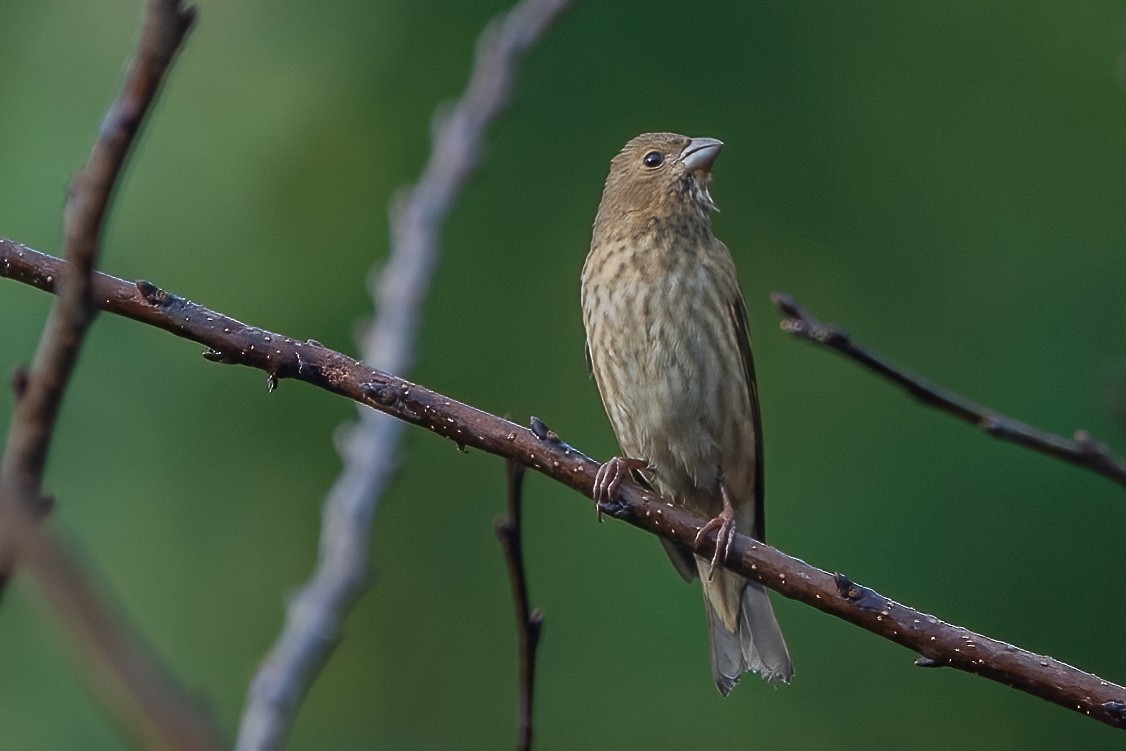 Common Rosefinch - ML611189929