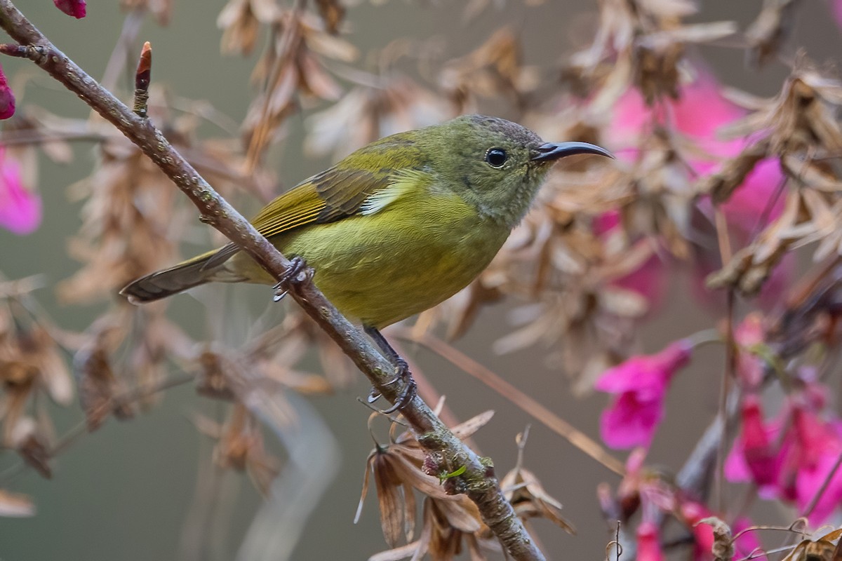 Mrs. Gould's Sunbird - ML611189934