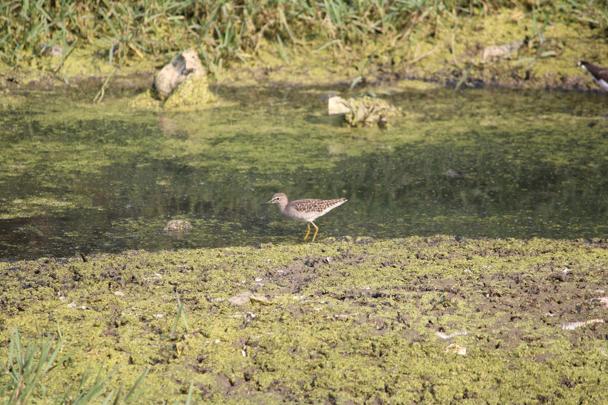 Wood Sandpiper - ML611189940