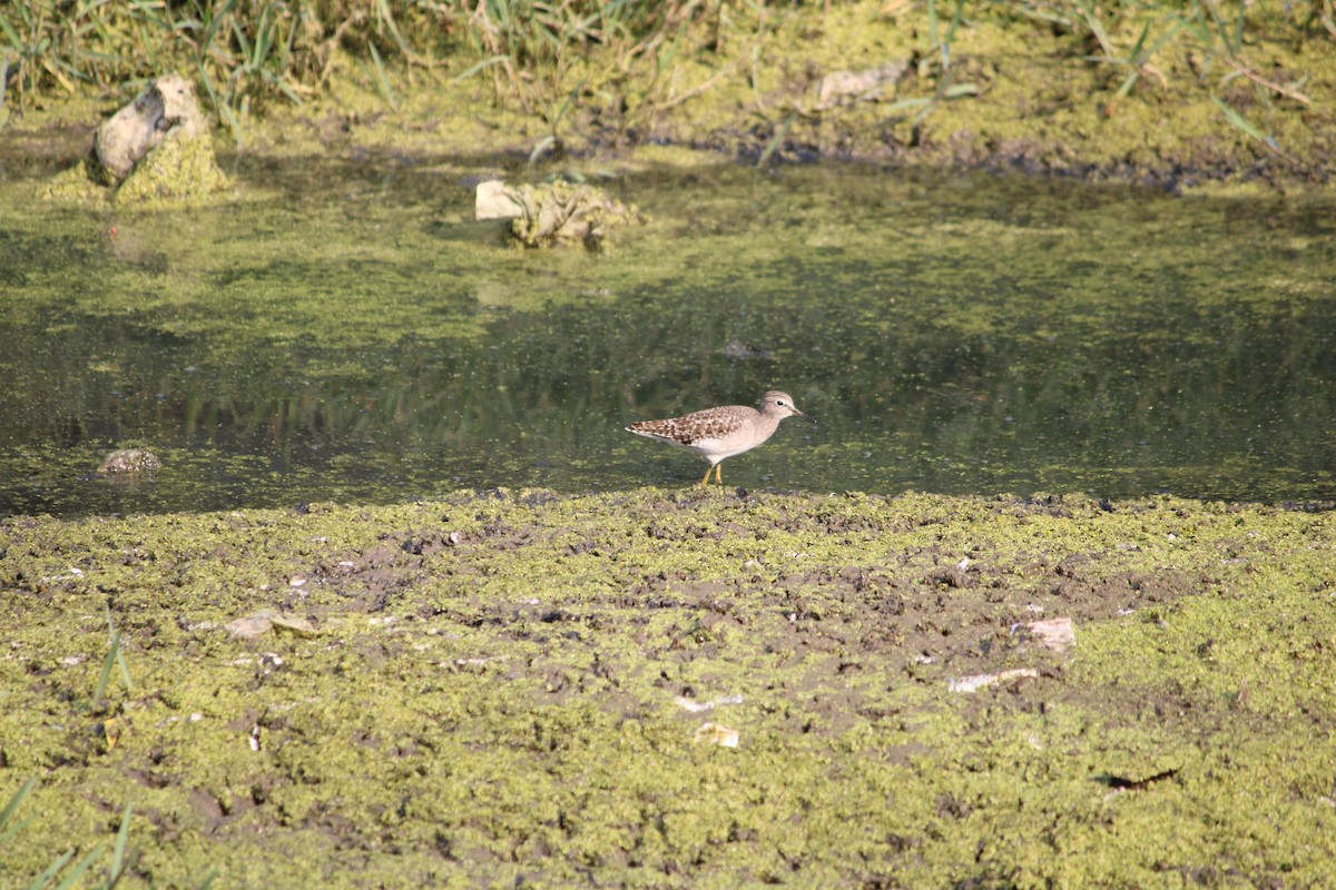 Wood Sandpiper - ML611189941