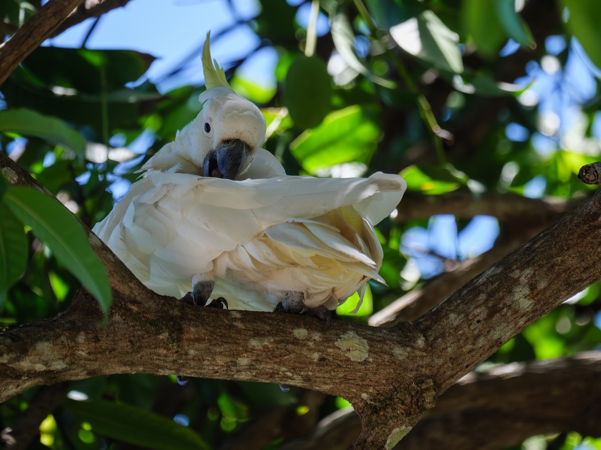 葵花鳳頭鸚鵡 - ML611189947