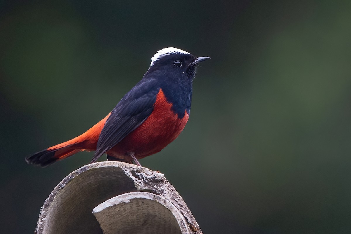 White-capped Redstart - ML611189974