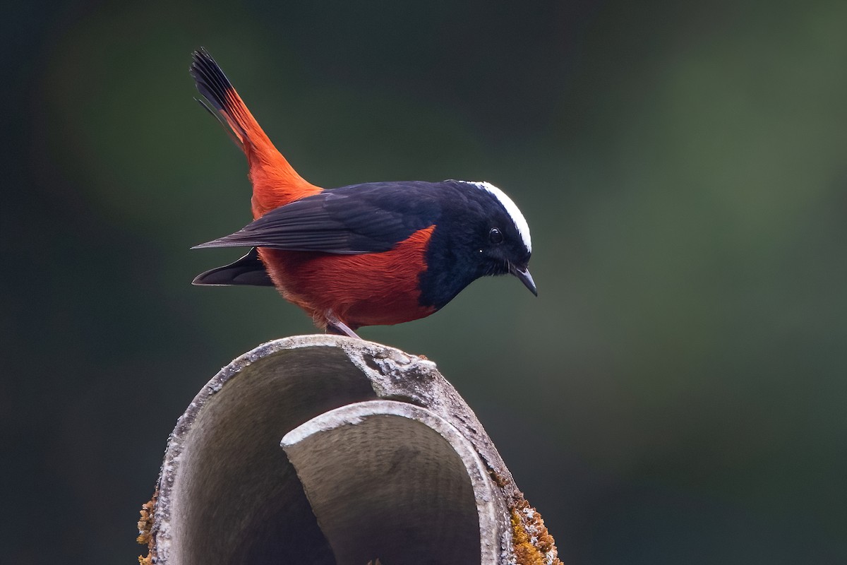 White-capped Redstart - ML611189975