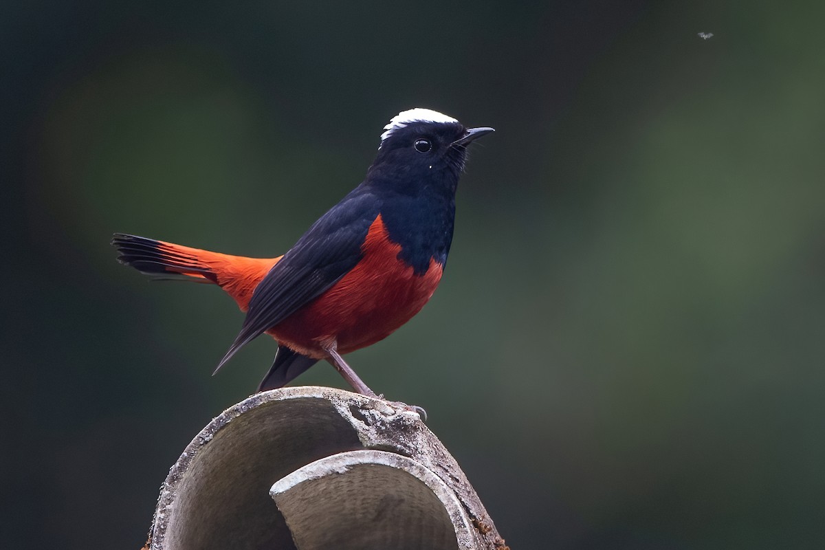 White-capped Redstart - ML611189976