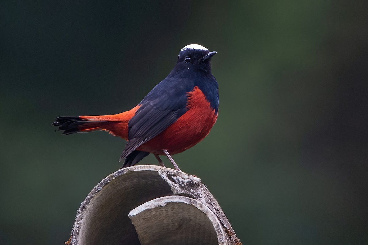 White-capped Redstart - ML611189977