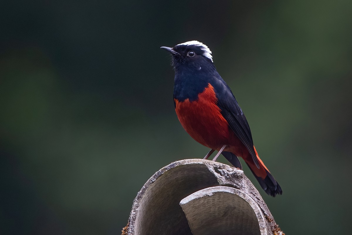 White-capped Redstart - ML611189979