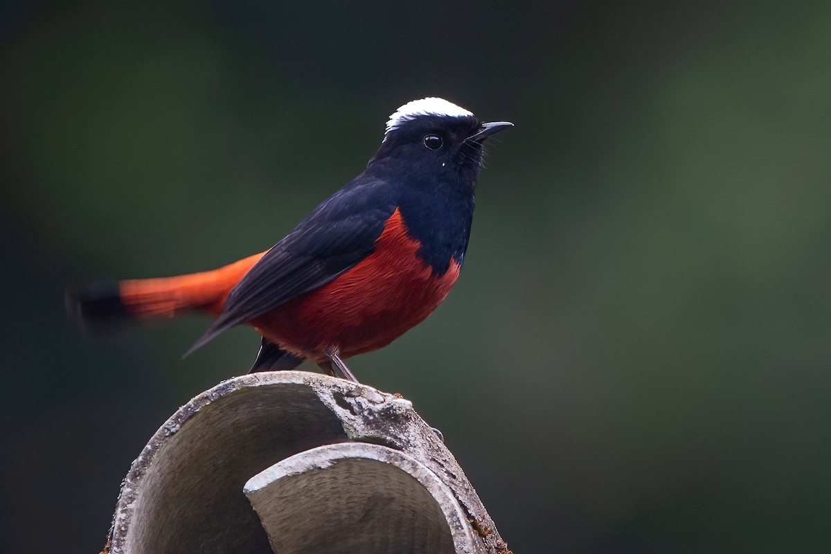 White-capped Redstart - ML611189981