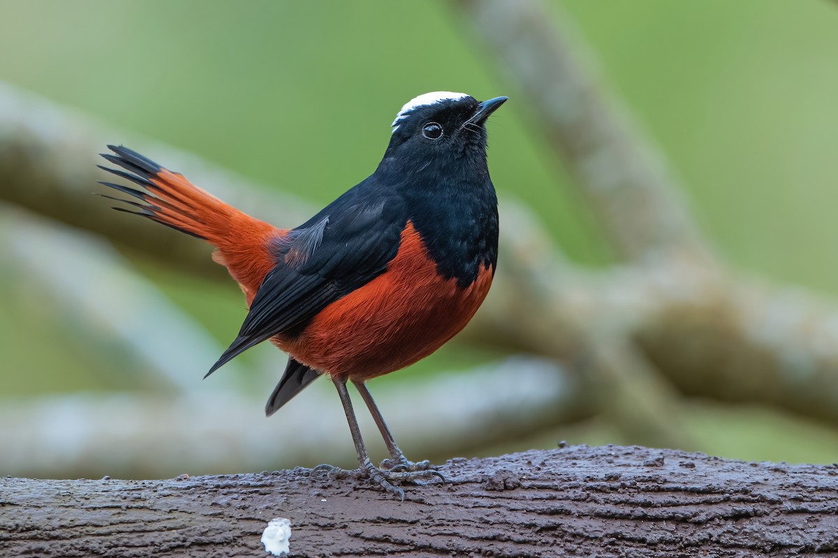 White-capped Redstart - ML611189983