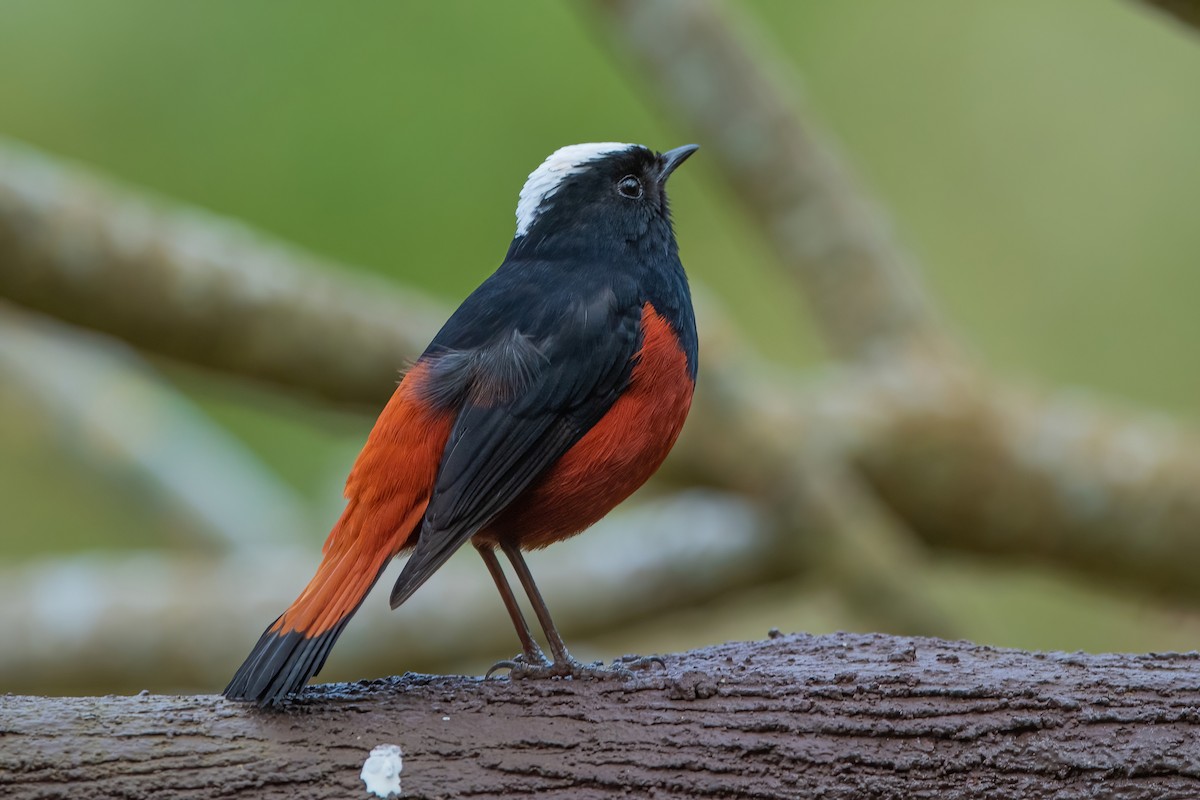 White-capped Redstart - ML611189984