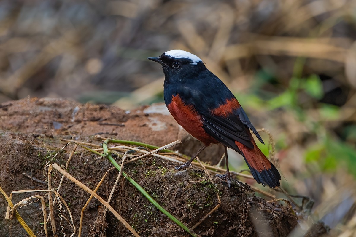 White-capped Redstart - ML611189985