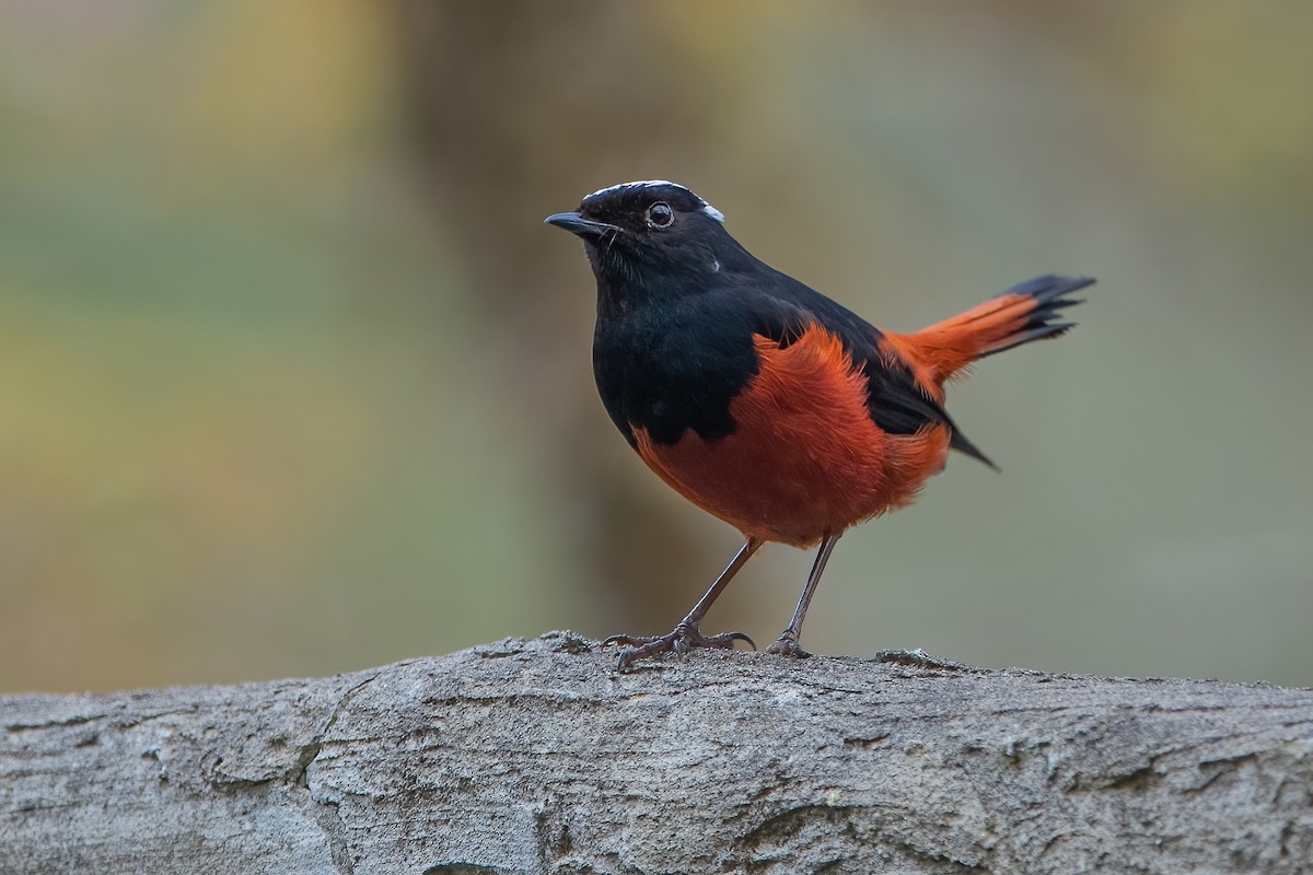 White-capped Redstart - ML611190004